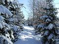 DSCF2801